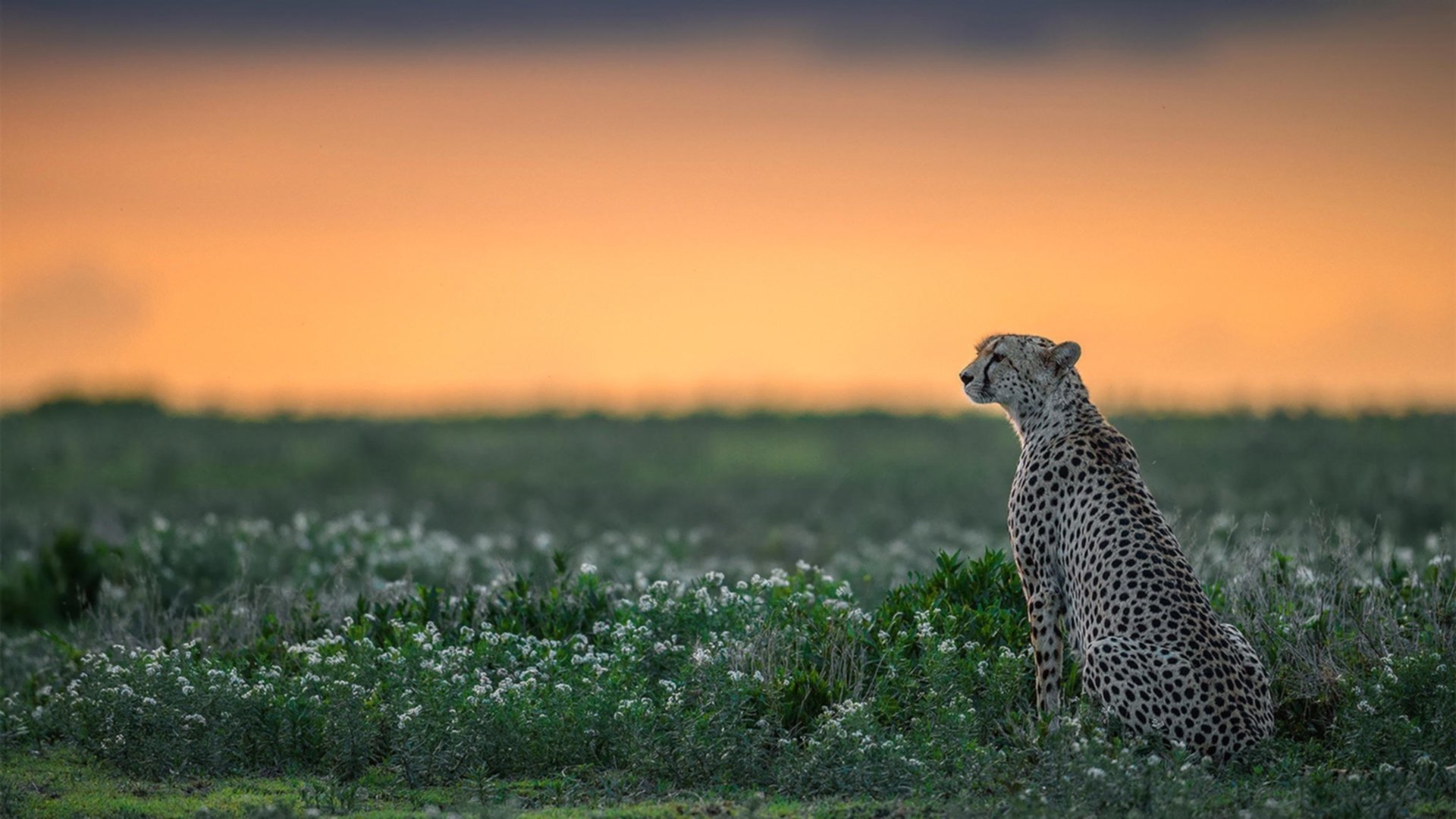 康复背后：如何科学帮助伤员快速复出？，帮助患者康复